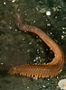 Image result for "nereis Pelagica". Size: 73 x 100. Source: www.seawater.no