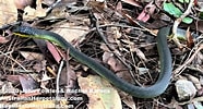 Image result for Dendrelaphis punctulatus Order. Size: 186 x 100. Source: reptilesofaustralia.com