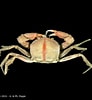 Image result for "carcinoplax Vestita". Size: 92 x 100. Source: www.crustaceology.com