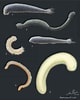Afbeeldingsresultaten voor Chaetoderma Anatomie. Grootte: 80 x 100. Bron: www.guwsmedical.info