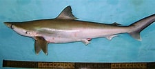 Afbeeldingsresultaten voor "rhizoprionodon Oligolinx". Grootte: 225 x 100. Bron: www.fishbase.se