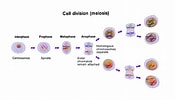Meiosis Cell Division に対する画像結果.サイズ: 175 x 100。ソース: sketchfab.com