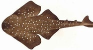 Image result for "squatina Africana". Size: 185 x 100. Source: www.sharkwater.com