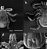 Image result for "merocryptoides Frontalis". Size: 95 x 100. Source: www.researchgate.net