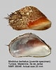 Image result for "modiolus Barbatus". Size: 80 x 100. Source: www.marinespecies.org