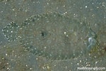 Image result for Bothus mancus. Size: 150 x 100. Source: reeflifesurvey.com