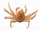 Image result for "hyas Araneus". Size: 131 x 100. Source: descna.com