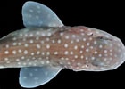 Image result for "schroederichthys Maculatus". Size: 140 x 100. Source: biogeodb.stri.si.edu
