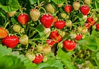 Bildresultat för Strawberry Plants. Storlek: 143 x 100. Källa: www.thespruce.com