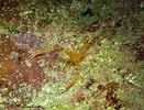 Image result for Stenopus spinosus. Size: 131 x 100. Source: biodiversitycyprus.blogspot.com