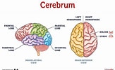 Risultato immagine per "clathrina Cerebrum". Dimensioni: 163 x 100. Fonte: www.lybrate.com