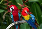 Image result for aves extinción. Size: 144 x 100. Source: www.mexicodesconocido.com.mx