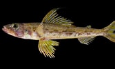 Image result for "aulopus Filamentosus". Size: 167 x 100. Source: adriaticnature.com