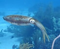 Image result for Squid Coral Reef. Size: 123 x 100. Source: carnivora.net