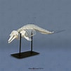 Image result for dolfijn skelet. Size: 101 x 100. Source: anatomyschoollisthughes.z19.web.core.windows.net