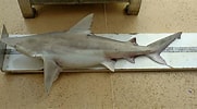 Image result for "carcharhinus Fitzroyensis". Size: 181 x 100. Source: www.eisk.cn