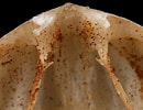 Bildresultat för "macandrevia Cranium". Storlek: 130 x 100. Källa: www.aphotomarine.com