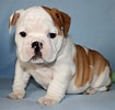 Image result for Engelsk Bulldog. Size: 105 x 100. Source: adogslove.com