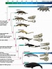 Image result for evolution of Whales. Size: 75 x 100. Source: hubpages.com