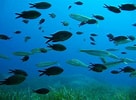 Billedresultat for Adriatic Sea animals. størrelse: 136 x 100. Kilde: www.pinterest.com
