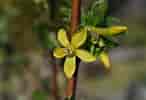 Image result for Ribes odoratum. Size: 146 x 100. Source: www.botanic.cam.ac.uk