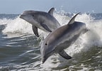 Image result for Bottlenose Dolphin family. Size: 144 x 100. Source: www.americanoceans.org