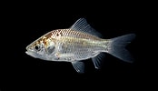 Image result for Carassius auratus. Size: 174 x 100. Source: ncfishes.com
