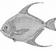 Afbeeldingsresultaten voor "taractichthys Longipinnis". Grootte: 112 x 100. Bron: www.fishbase.se