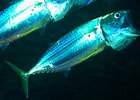 Image result for "rastrelliger Kanagurta". Size: 140 x 100. Source: fishesofaustralia.net.au