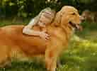 Image result for Familiehund. Size: 137 x 100. Source: www.rasehund.no