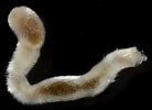 Image result for Chaetoderma Anatomie. Size: 138 x 100. Source: www.invertebase.org