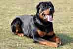 Billedresultat for Rottweiler. størrelse: 149 x 100. Kilde: www.fotocommunity.de
