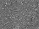 Image result for Dental Pulp cells. Size: 134 x 100. Source: cls.shop