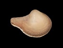 Image result for Cuspidaria cuspidata. Size: 131 x 100. Source: www.aphotomarine.com