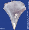"clio pyramidata Lanceolata" に対する画像結果.サイズ: 95 x 100。ソース: molluscsoftasmania.org.au