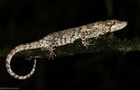 Image result for "coelodecas Pygmaea". Size: 155 x 100. Source: lankanaturesummary.blogspot.com