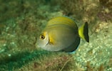 Image result for "ormosella Acanthurus". Size: 157 x 100. Source: reefapp.net