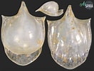 Image result for "cavolinia Globulosa". Size: 132 x 100. Source: allspira.com