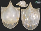Image result for Cavolinia globulosa. Size: 133 x 100. Source: allspira.com