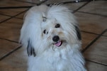 Image result for Coton De Tulear. Size: 151 x 100. Source: www.dog-learn.com