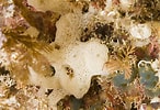 Image result for "clathrina Contorta". Size: 146 x 100. Source: www.cibsub.cat