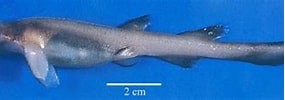 Image result for Bythaelurus hispidus Anatomie. Size: 285 x 82. Source: www.researchgate.net