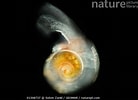 Image result for Limacina retroversa Anatomie. Size: 138 x 100. Source: www.naturepl.com