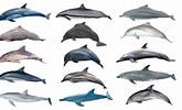 Image result for Bottlenose Dolphin family. Size: 165 x 100. Source: www.youtube.com