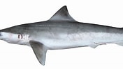 Image result for "carcharhinus Borneensis". Size: 176 x 100. Source: laberintoenextincion.blogspot.com