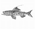 Image result for Aulopus filamentosus Rijk. Size: 120 x 100. Source: fishbiosystem.ru