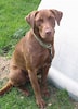Bilderesultat for Labrador Retriever. Størrelse: 72 x 100. Kilde: commons.wikimedia.org