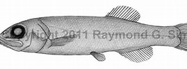 Image result for "bathytroctes Microlepis". Size: 269 x 100. Source: watlfish.com