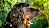 Image result for Gordon Setter. Size: 174 x 100. Source: fishsubsidy.org
