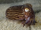 Image result for Sepiolidae. Size: 137 x 100. Source: reeflifesurvey.com